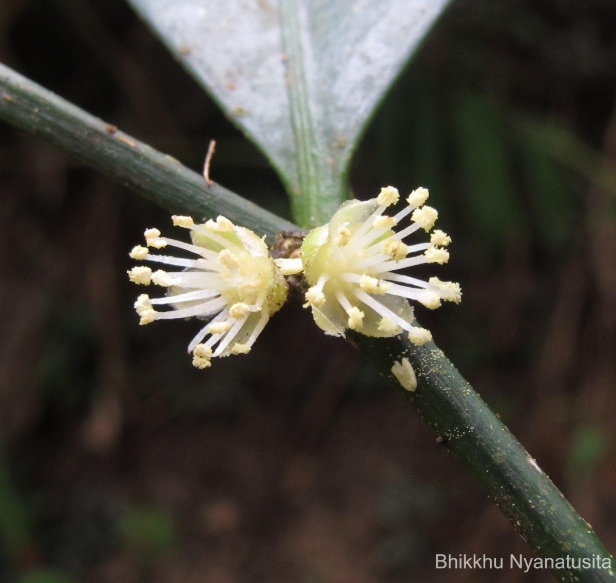 Suregada lanceolata (Willd.) Kuntze